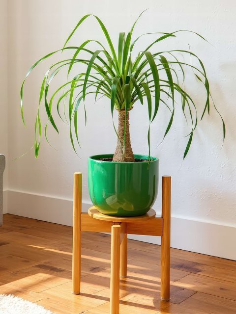 A quirky Ponytail Palm with a bulbous trunk and long, curly leaves.