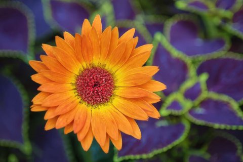 A pot of colorful Gerbera Daisies with large, vibrant flower heads.