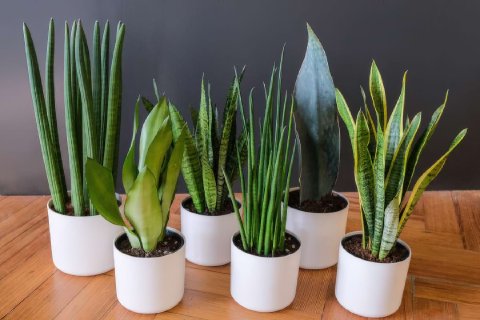 A tall Snake Plant in a modern pot, showcasing its stiff, upright, variegated leaves.