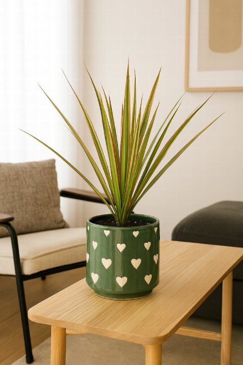 A Dracaena 'Bicolor' with green, cream, and red on its leaves.