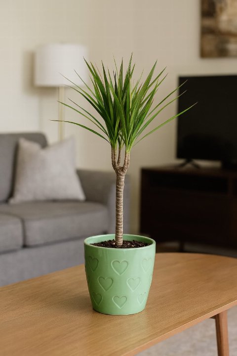 The slender, twisting canes of a Dracaena marginata, or Dragon Tree.