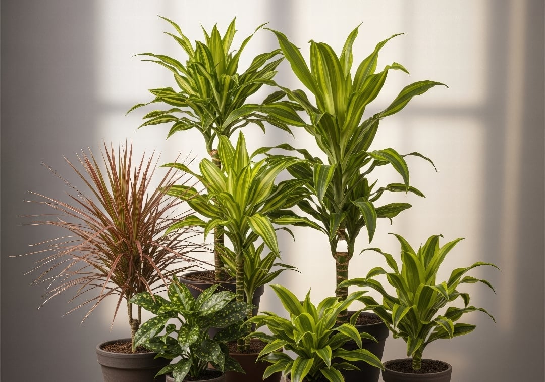 The Ultimate Guide to Dracaena Varieties: 28 Types for Your Indoor Jungle