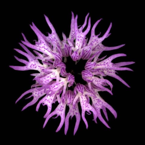 The Naked Man Orchid with its bizarre flowers that look like tiny, dancing human figures.