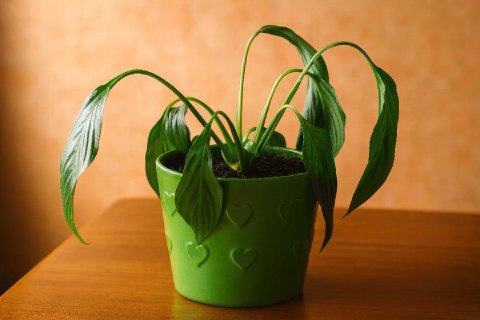A peace lily with drooping, wilted leaves from heat stress