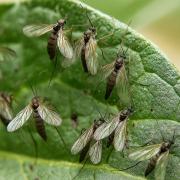 How to Identify and Get Rid of Fungus Gnats on Houseplants: A Complete Guide