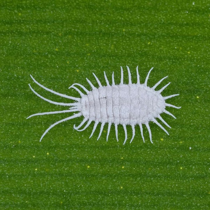 How to Identify and Get Rid of Mealybugs on Houseplants: A Complete Guide