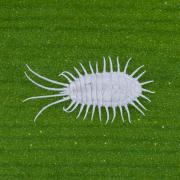 How to Identify and Get Rid of Mealybugs on Houseplants: A Complete Guide