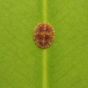 How to Identify and Get Rid of Scale on Houseplants: A Complete Guide