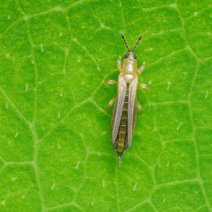 How to Identify and Get Rid of Thrips on Houseplants: A Complete Guide