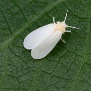 How to Identify and Get Rid of Whiteflies on Houseplants: A Complete Guide