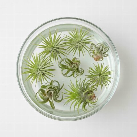Several air plants soaking in a clear glass bowl of water