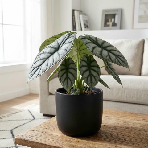 Alocasia Silver Dragon