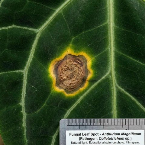 Fungal spotting on leaf caused by sitting water