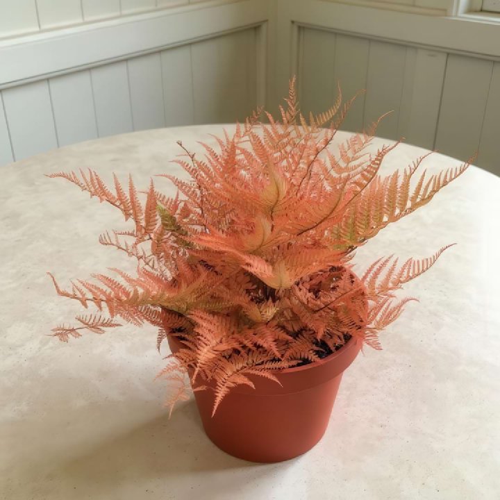Autumn Fern
