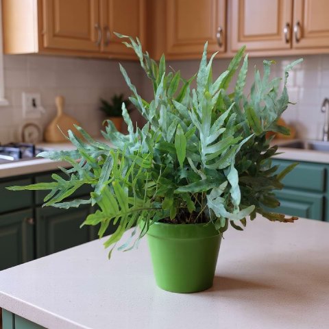 Blue Star Fern