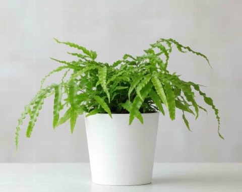 Brake Fern