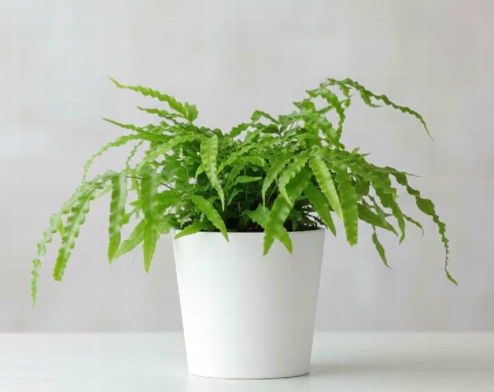 Brake Fern