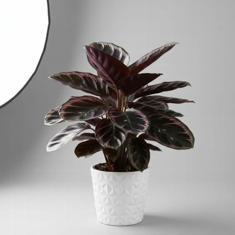 Complete Guide to Calathea 'Dottie' Care and Growth