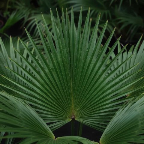 A close-up shot of a Chinese Fan Palm frond, showing the detailed texture and segments of the leaf.