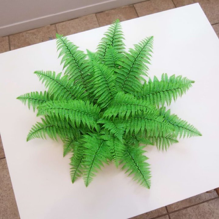Christmas Fern