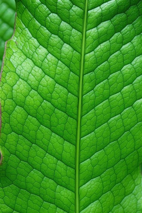 A close-up shot highlighting the unique crocodile-skin texture of a Crocodile Fern frond.