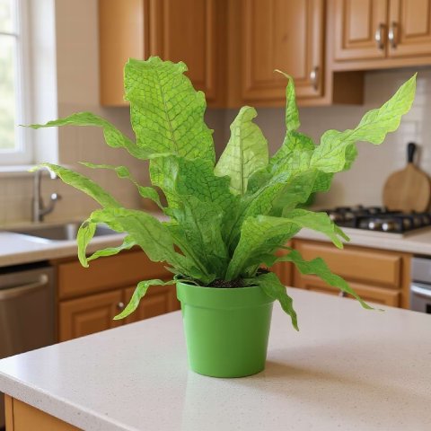 Crocodile Fern