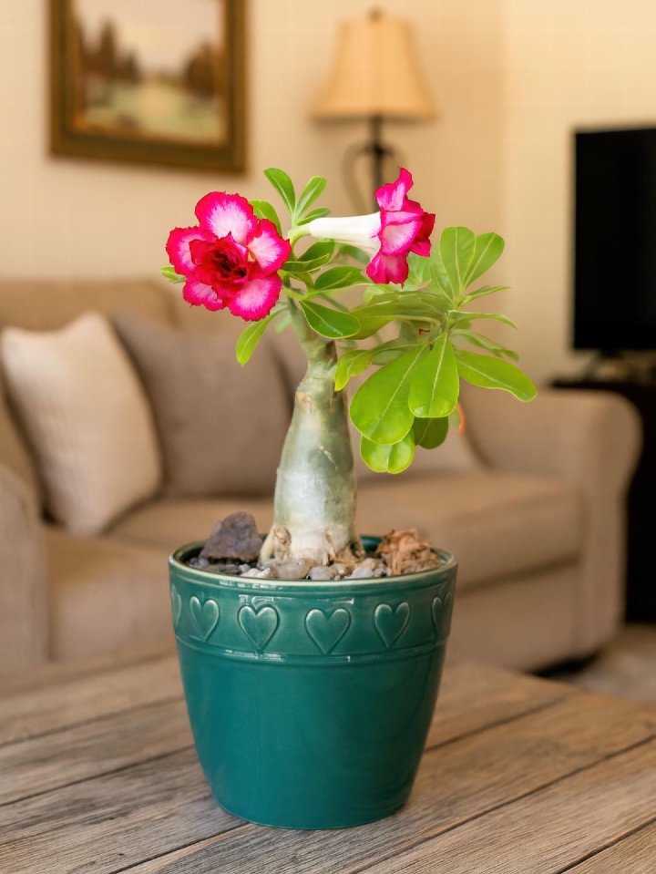 Desert Rose