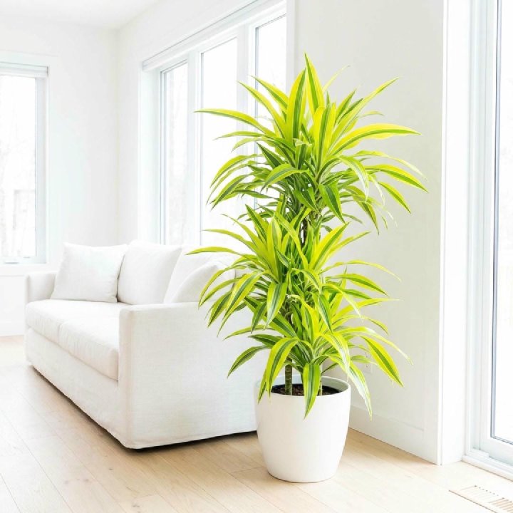Lemon Lime Dracaena