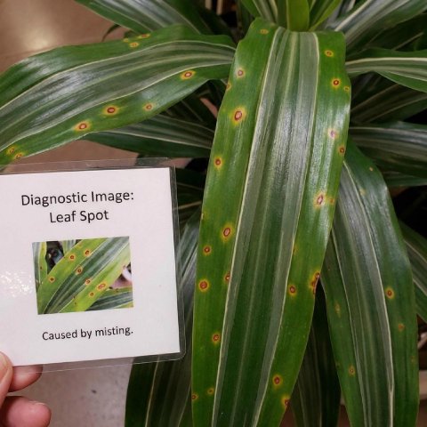Leaf spot fungus
