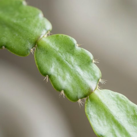 Close-up macro photograph of Easter Cactus stem segments showing the flat phylloclades with their characteristic smooth rounded scallops and small fibrous areoles at each bump