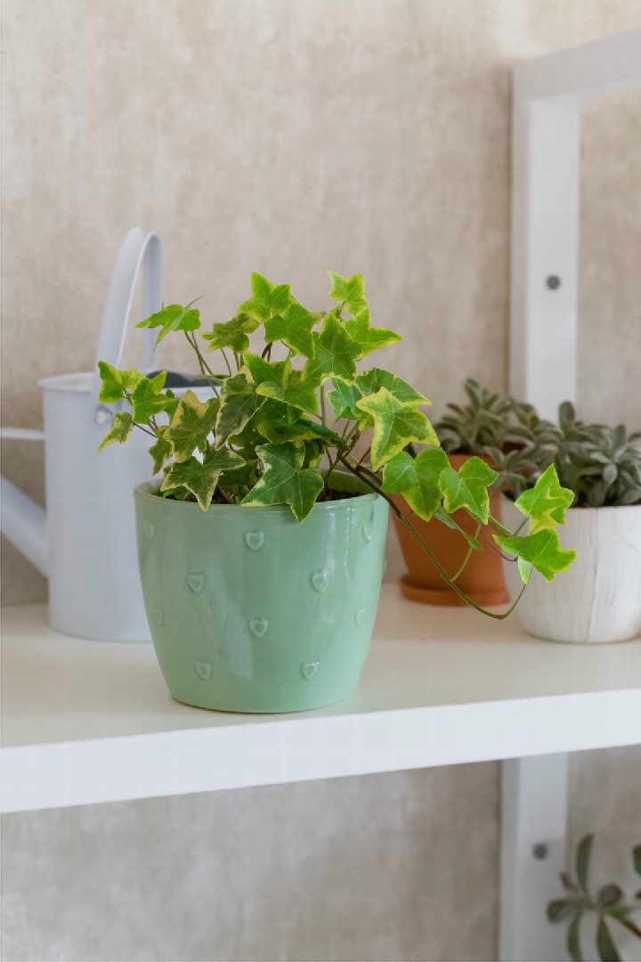 English Ivy