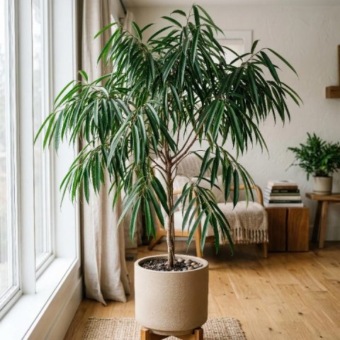 Ficus Alii