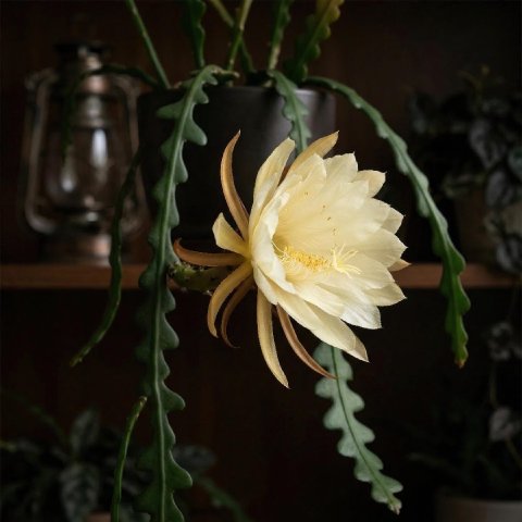 Large creamy Fishbone Cactus flower opening at night