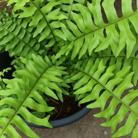 Complete Guide To Fishtail Sword‑fern Care and Growth