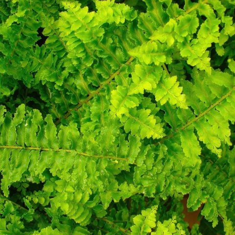Complete Guide To Fluffy Ruffles Fern Care and Growth