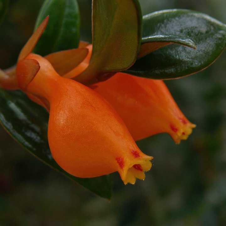 Goldfish Plant
