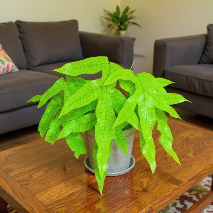 Kangaroo Paw Fern
