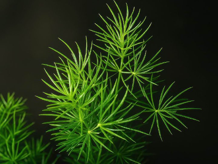 Ming Fern