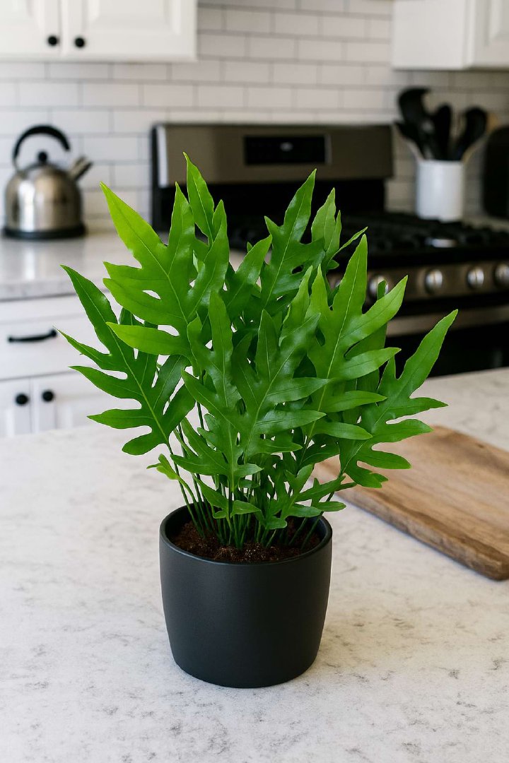 Monarch Fern