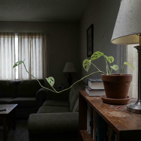 Long stem with small leaves