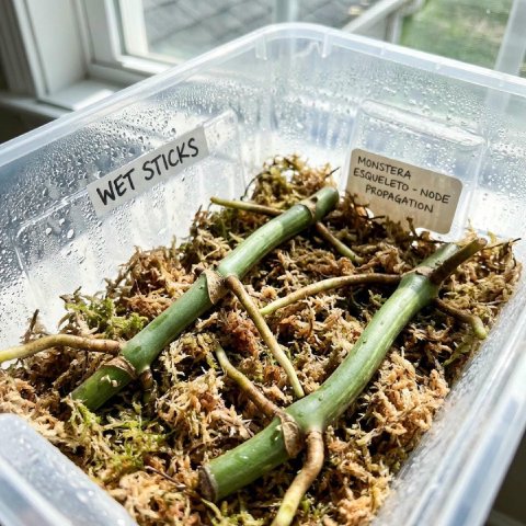 A 'wet stick' node propagating in moss