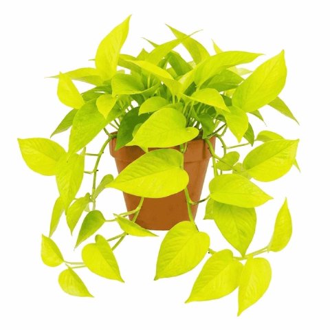 Complete Guide to Neon Pothos Care (Electric Vine)