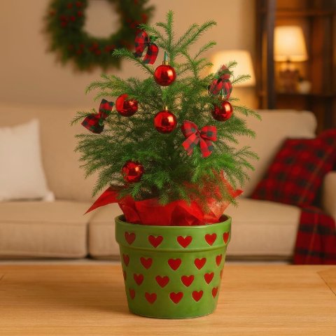 Norfolk Island Pine