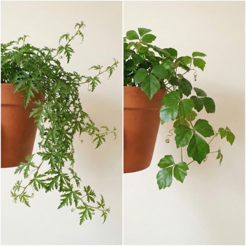 Side by side comparison of Oak Leaf Ivy Ellen Danica and standard Grape Ivy showing the difference in leaf lobing