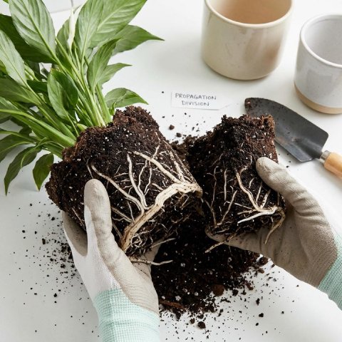 Diagram showing how to divide a Peace Lily root clump
