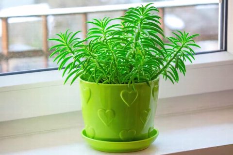 Complete Guide To Peperomia Green Bean Care and Growth