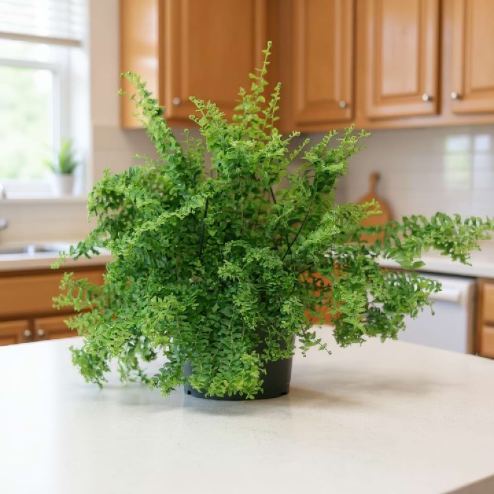 Petticoat Fern