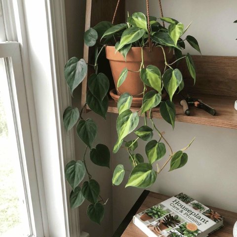 A comparison showing a reverted solid green vine versus a highly variegated vine on the same plant