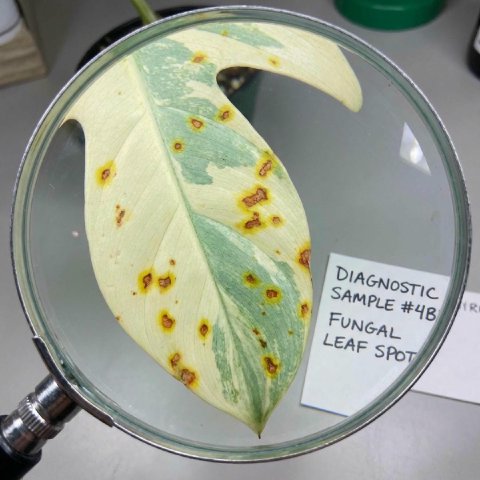 Small rust-colored spots with yellow halos on the leaf