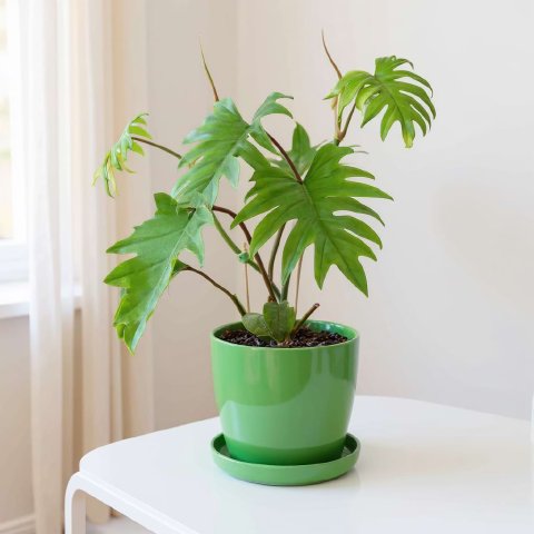 Philodendron Mayoi